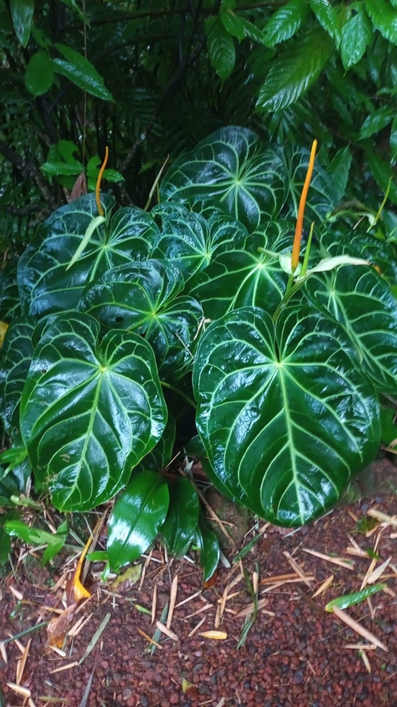 Anthurium magnificum photo 5