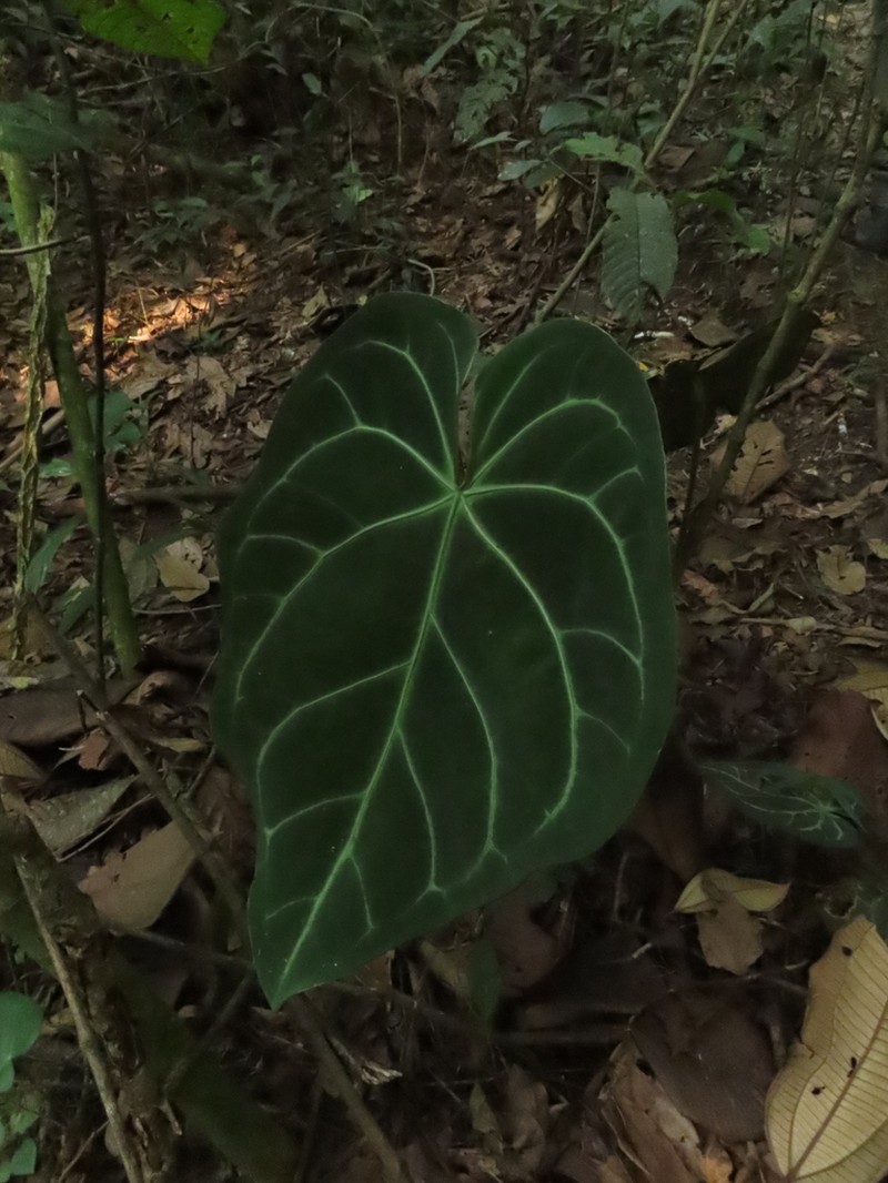 Anthurium magnificum photo 6