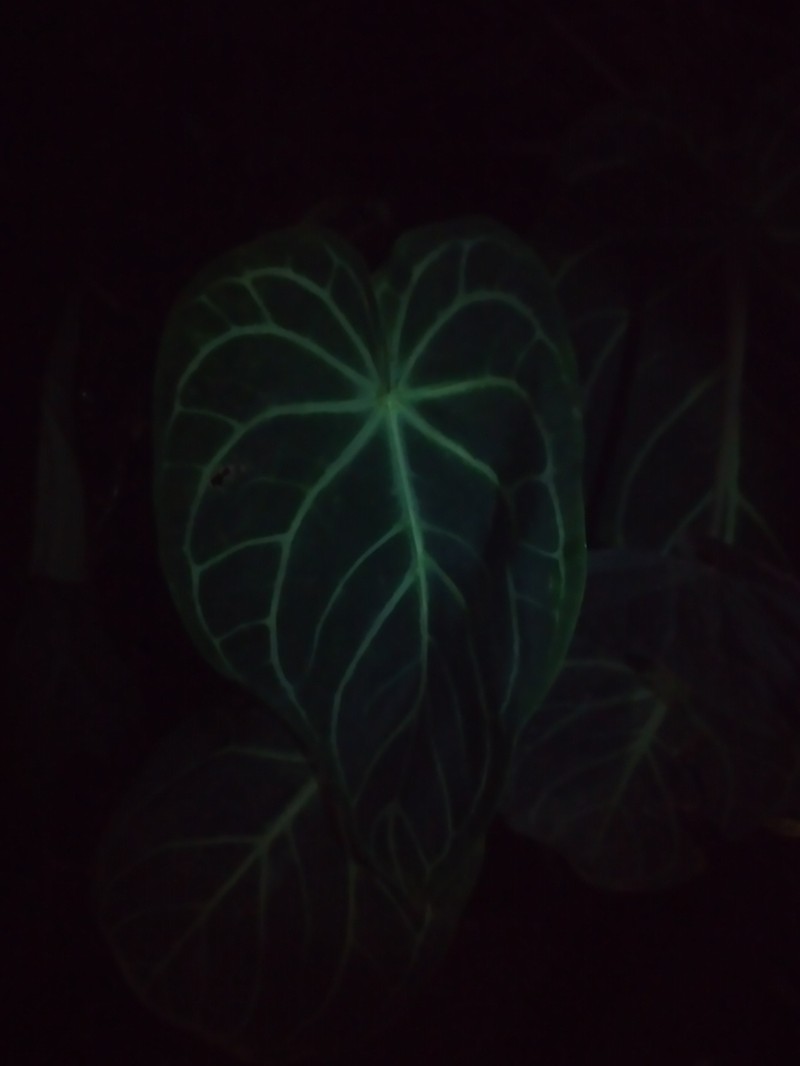 Anthurium magnificum photo 7