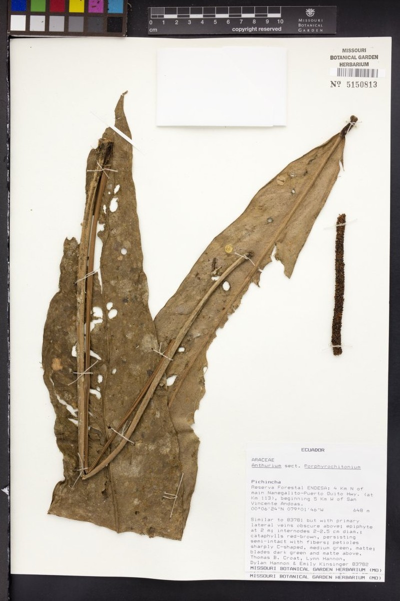 Anthurium magnifolium photo 2