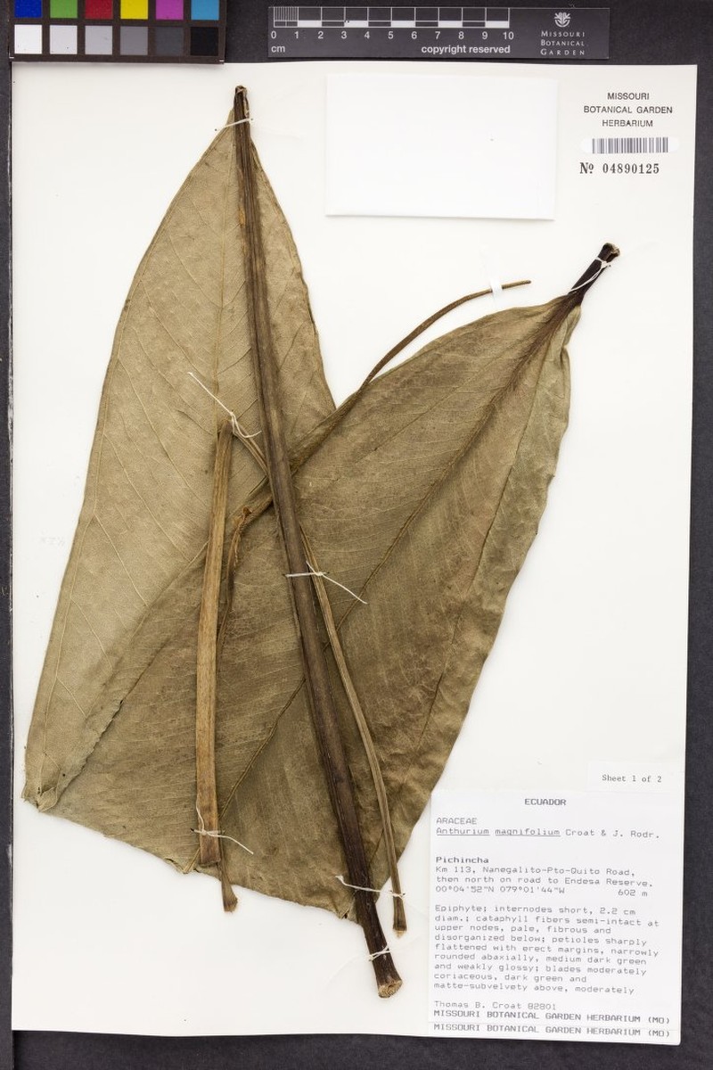 Anthurium magnifolium photo 3