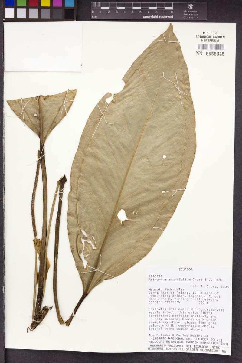 Anthurium magnifolium photo 4