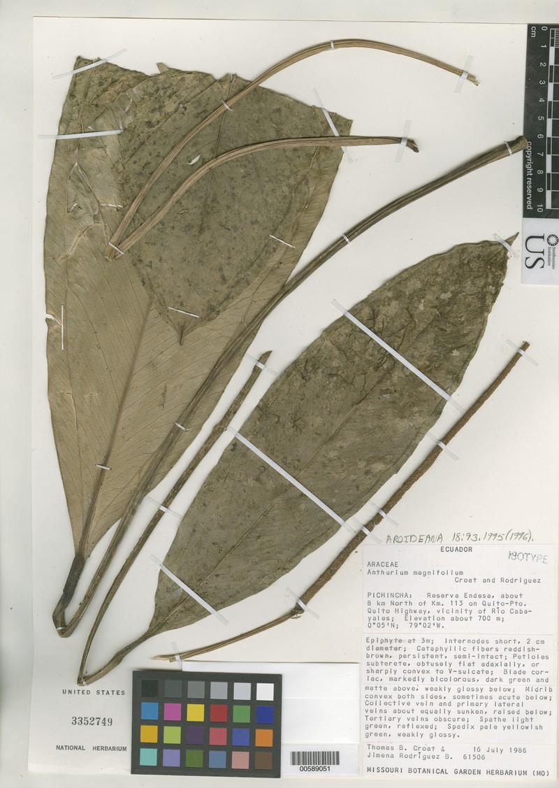 Anthurium magnifolium