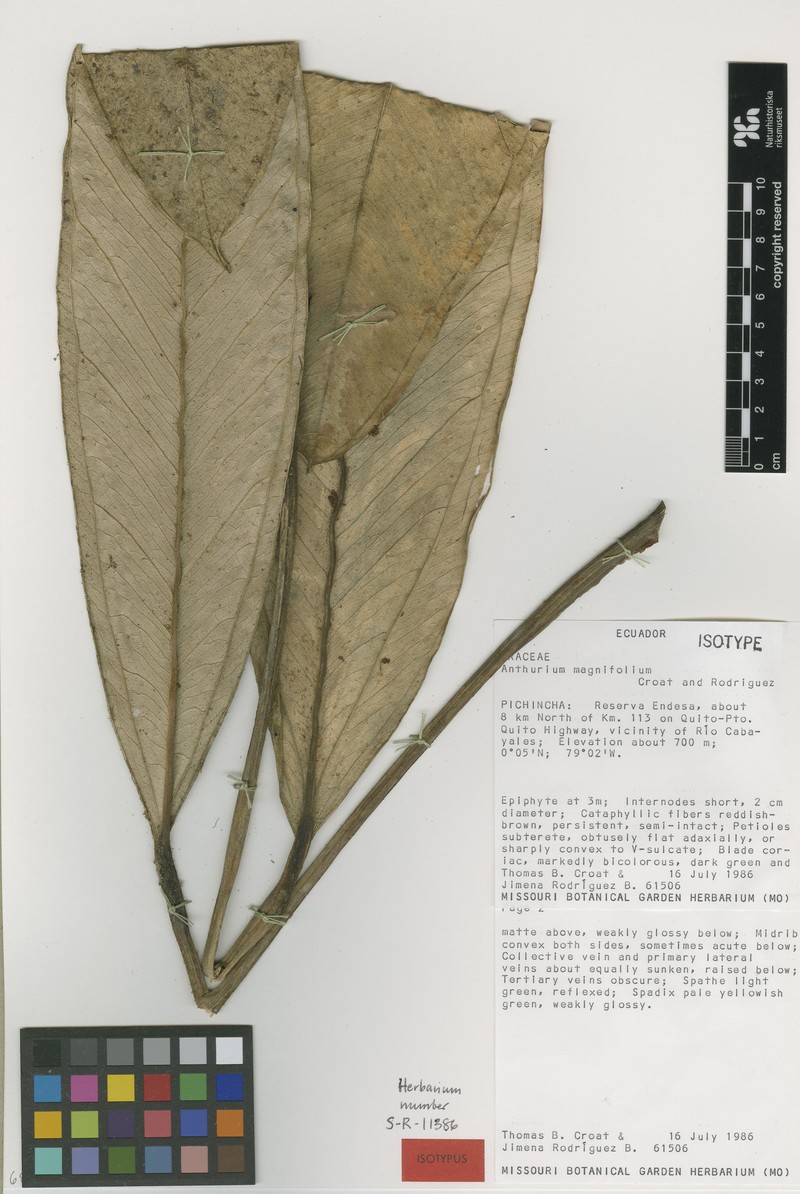 Anthurium magnifolium