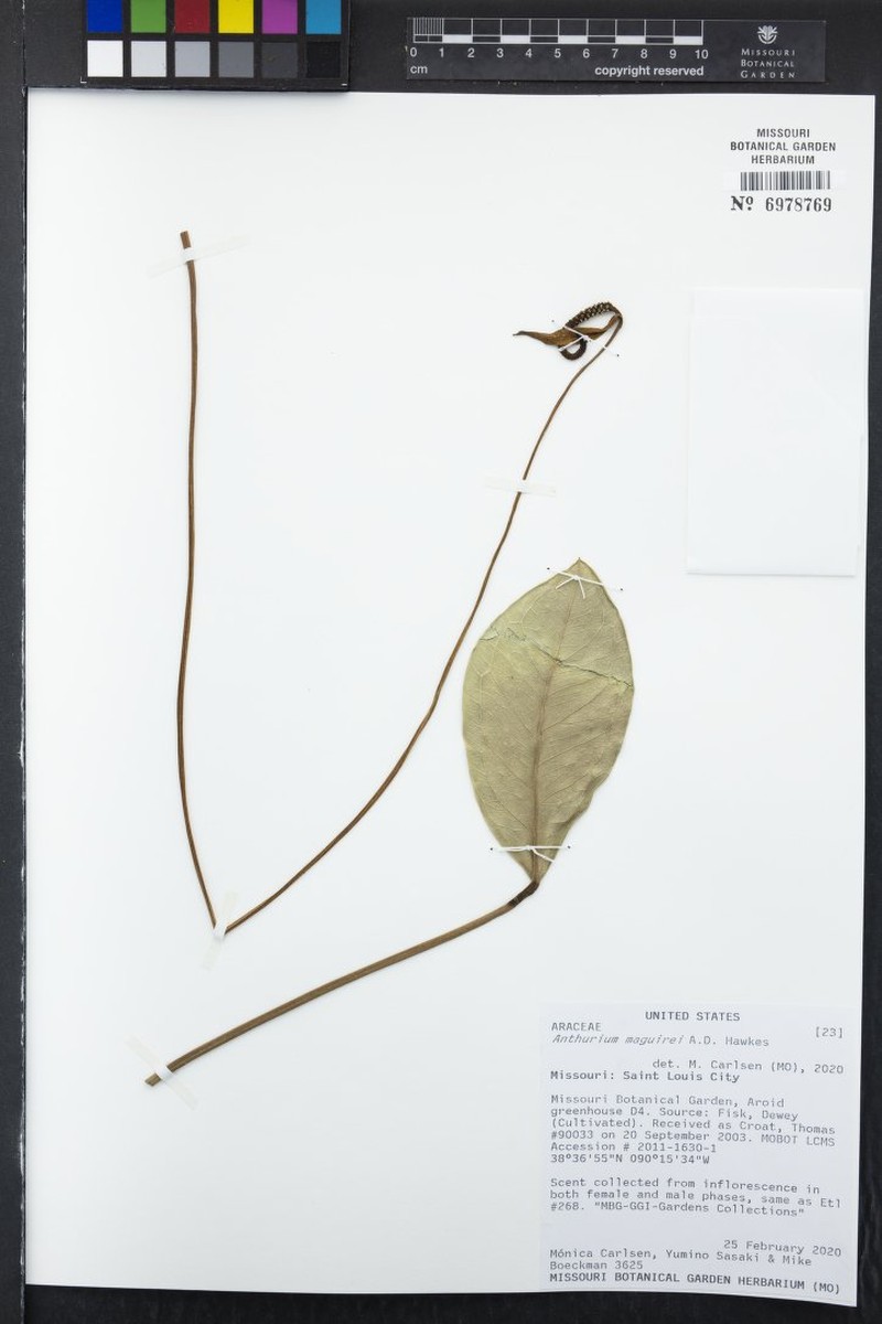Anthurium maguirei