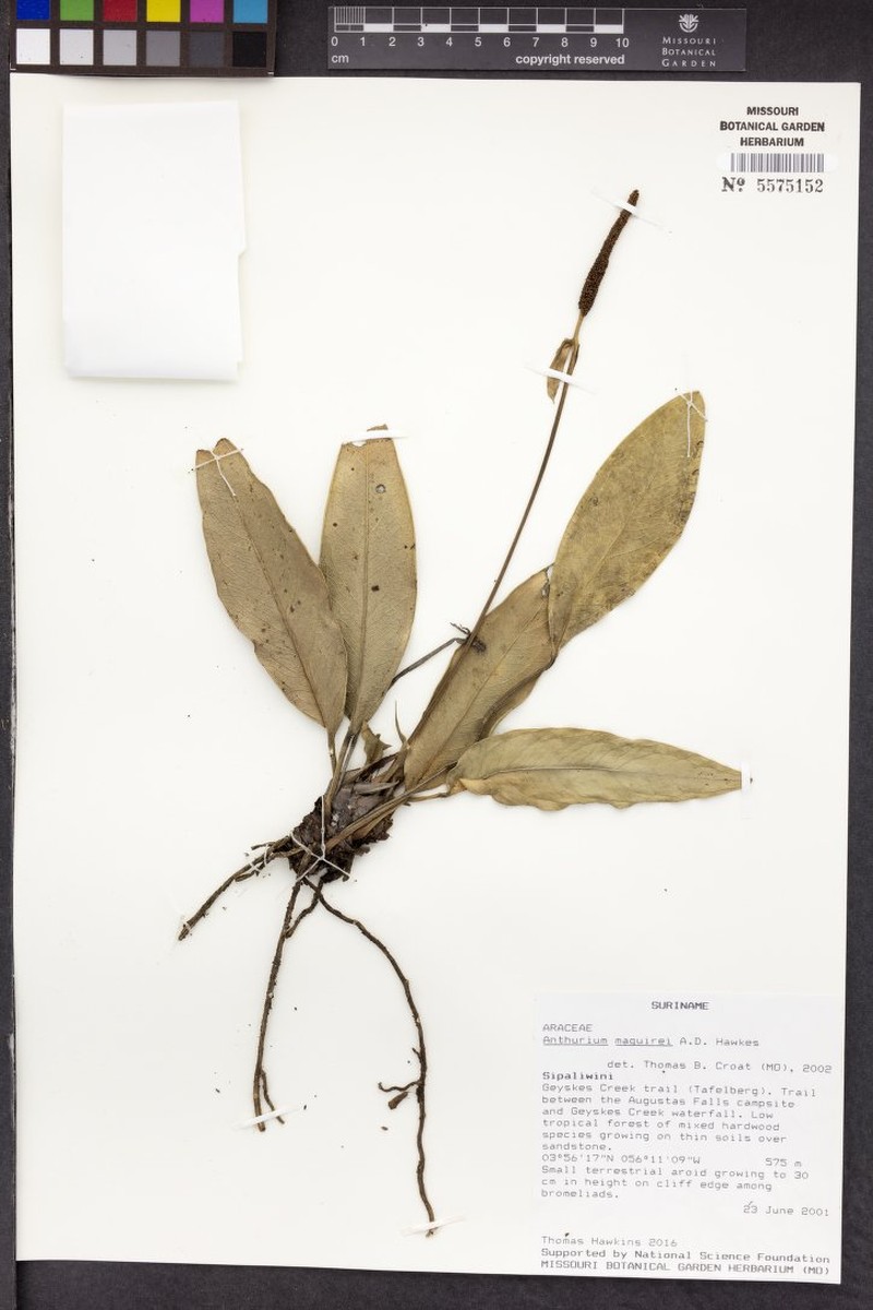 Anthurium maguirei photo 2
