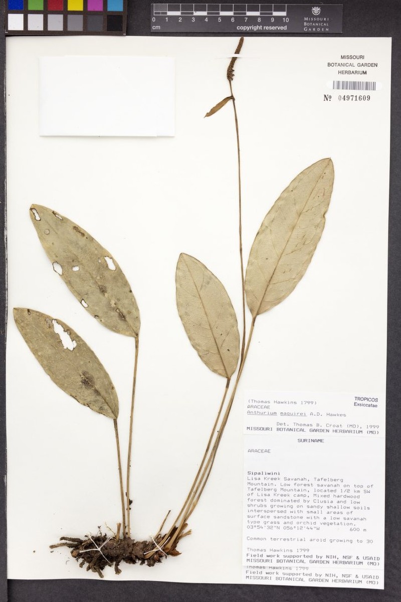 Anthurium maguirei photo 3
