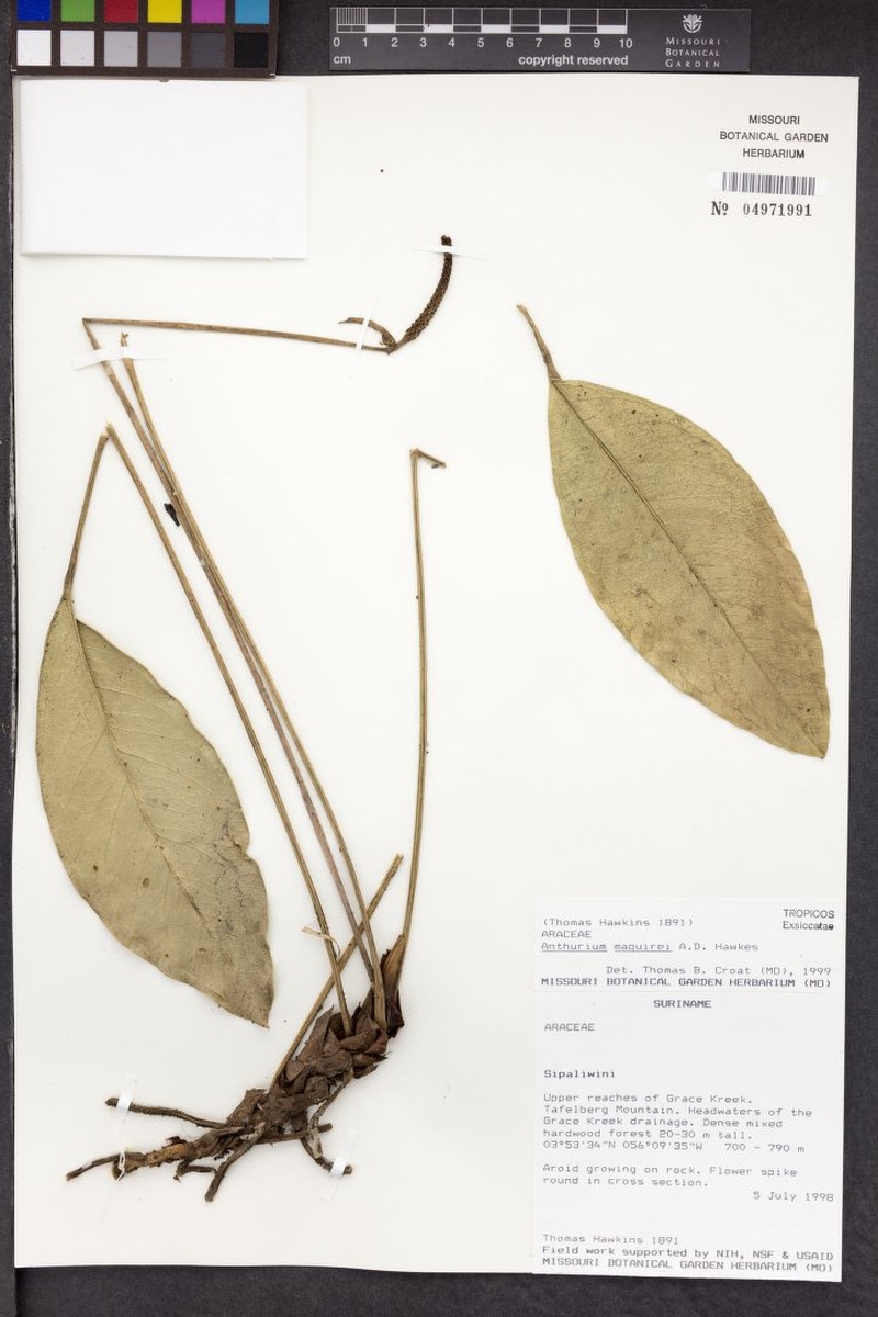 Anthurium maguirei photo 4
