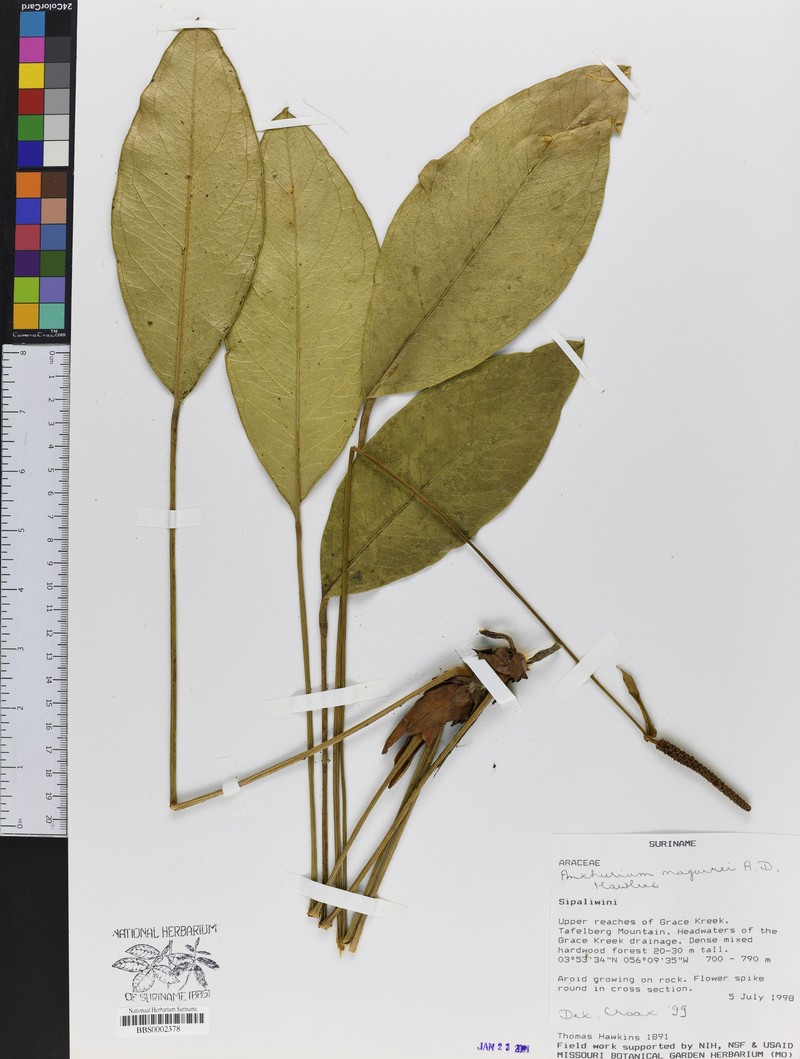 Anthurium maguirei