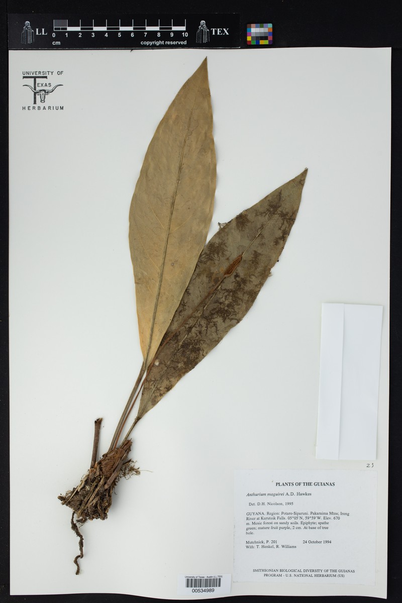 Anthurium maguirei photo 2