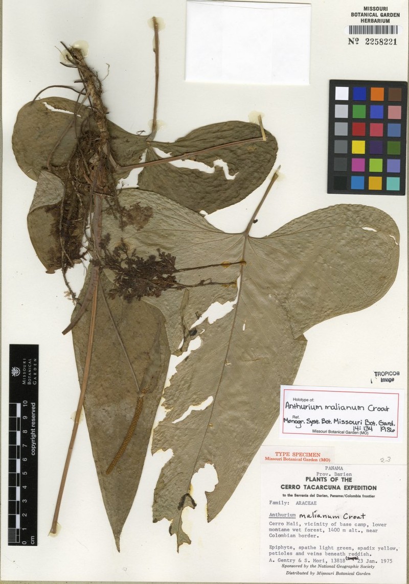 Anthurium malianum