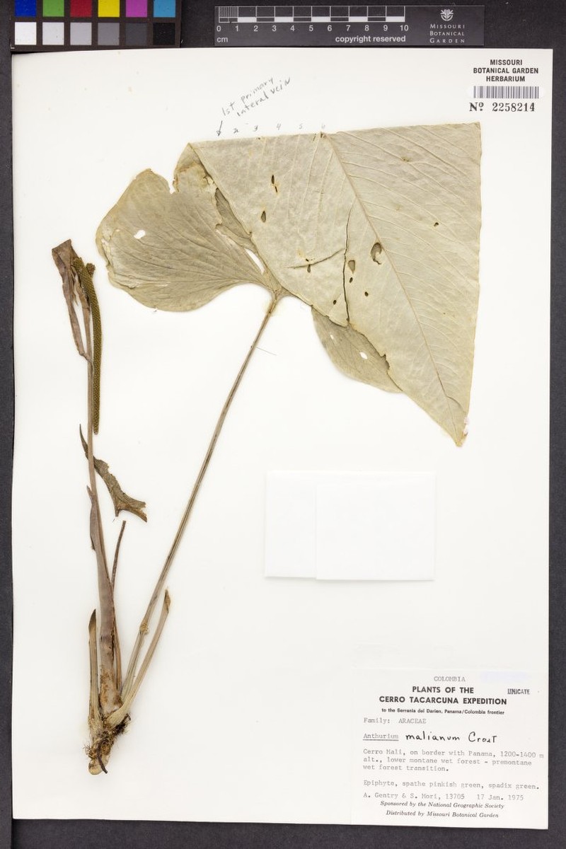 Anthurium malianum photo 2