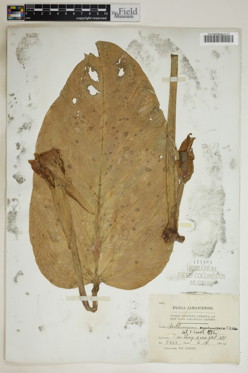 Anthurium mancuniense
