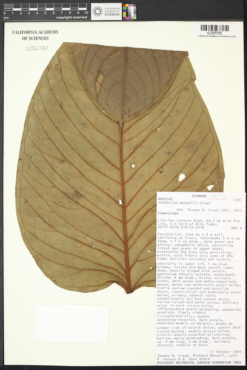 Anthurium mansellii