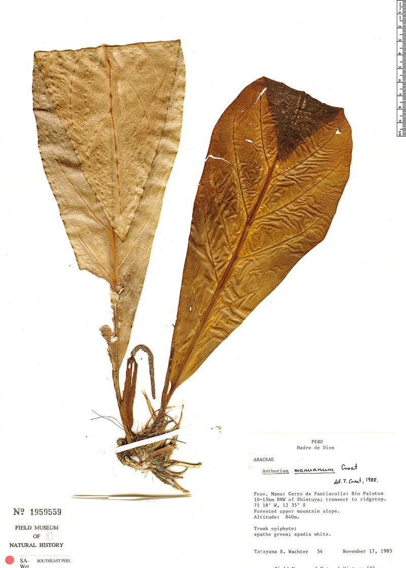 Anthurium manuanum