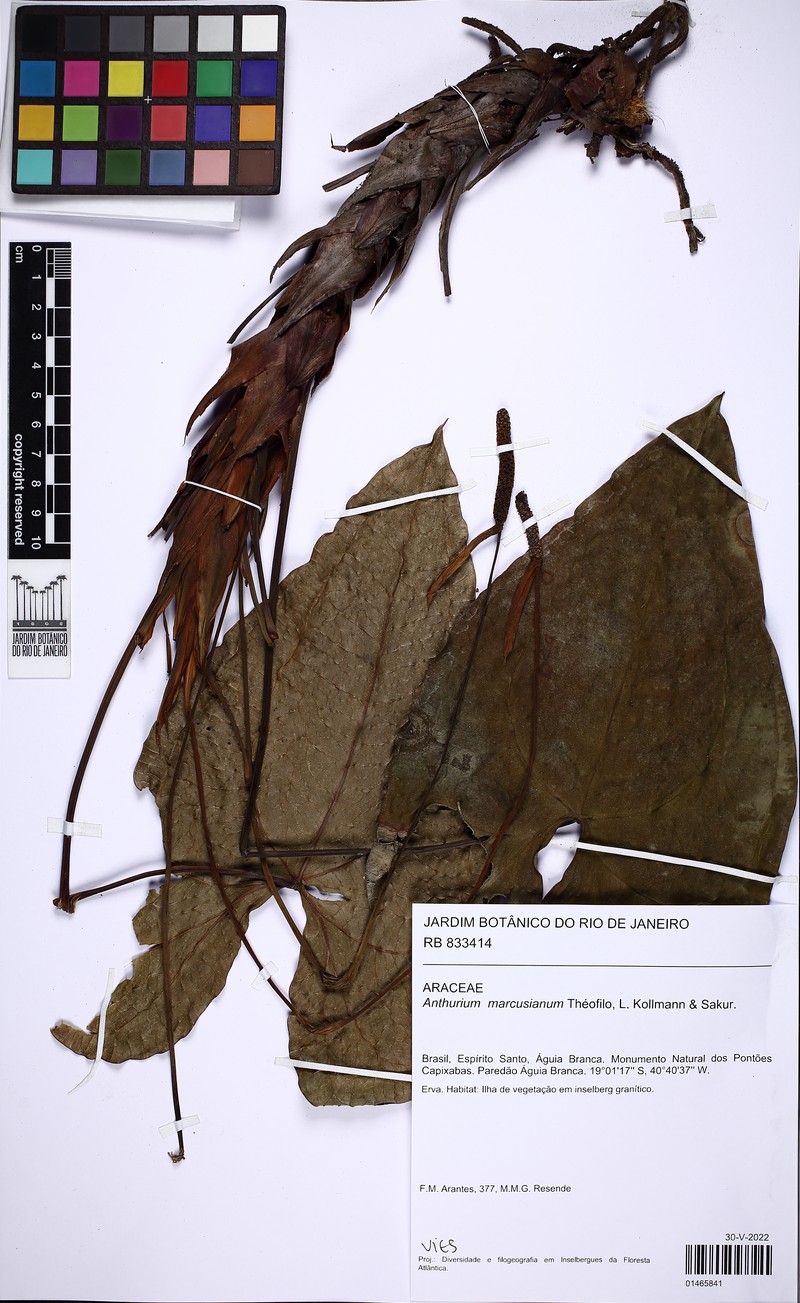 Anthurium marcusianum photo 2