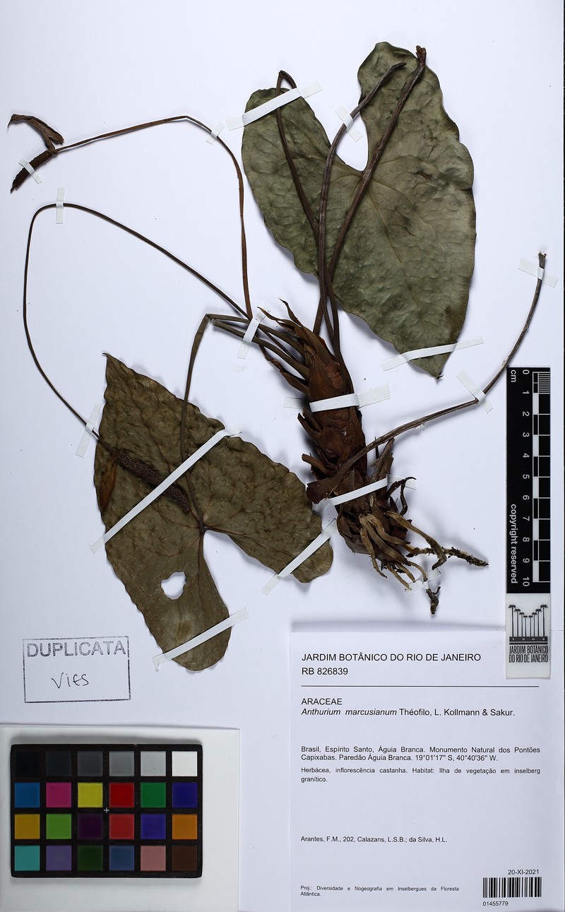 Anthurium marcusianum photo 3