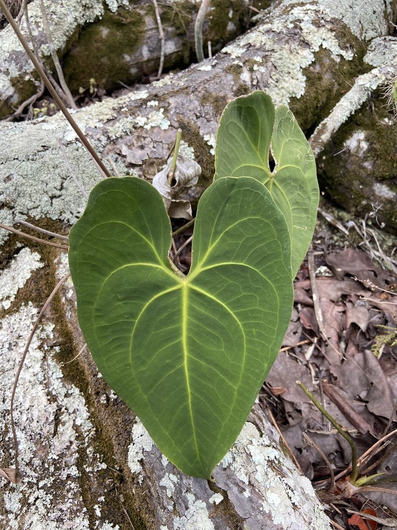 Anthurium marcusianum