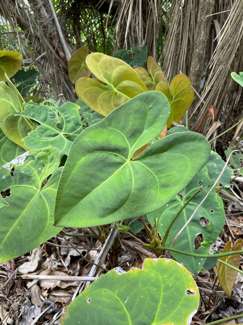 Anthurium marcusianum photo 4