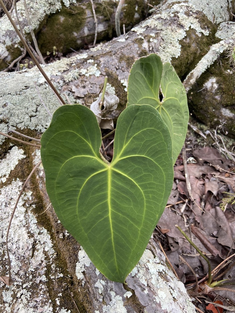Anthurium marcusianum photo 5