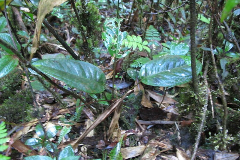 Anthurium marense photo 5