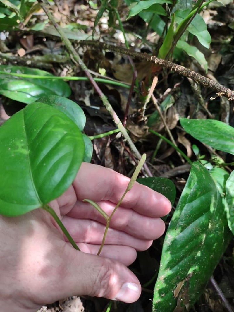 Anthurium marense photo 6