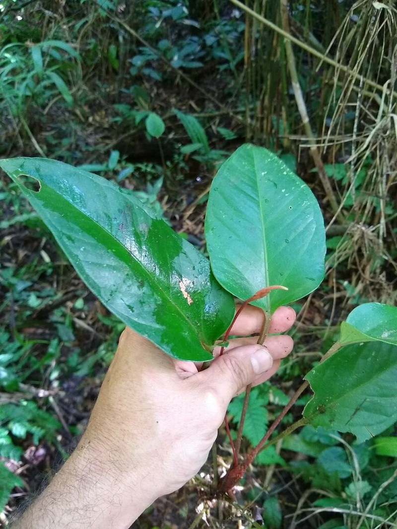 Anthurium marense photo 7