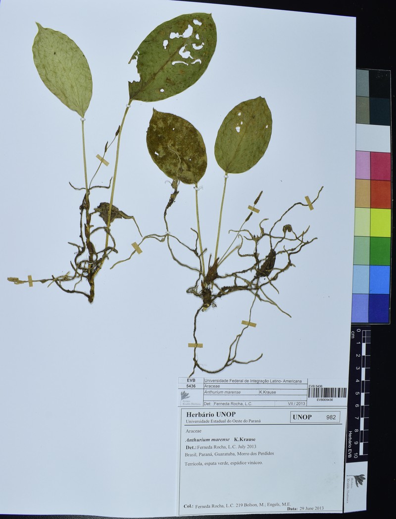 Anthurium marense photo 8
