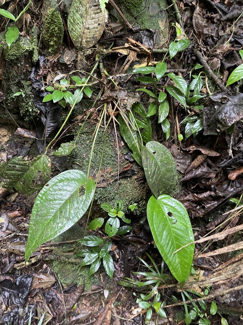 Anthurium marense