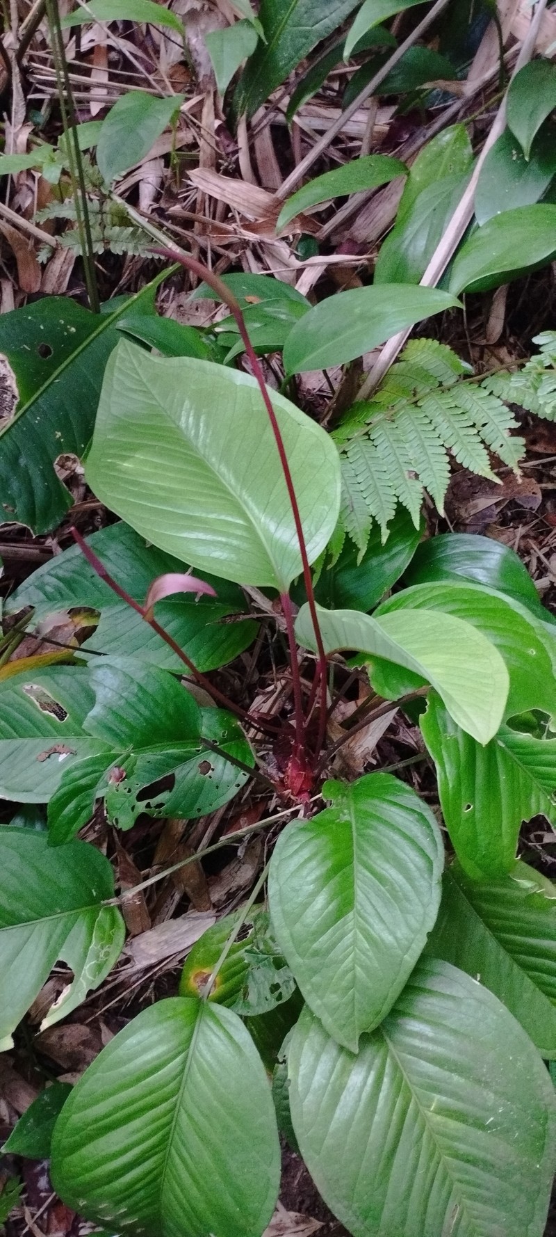Anthurium marense photo 4