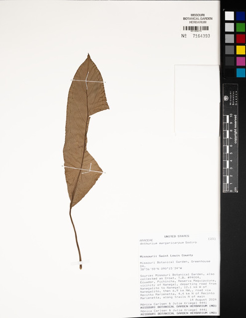 Anthurium margaricarpum