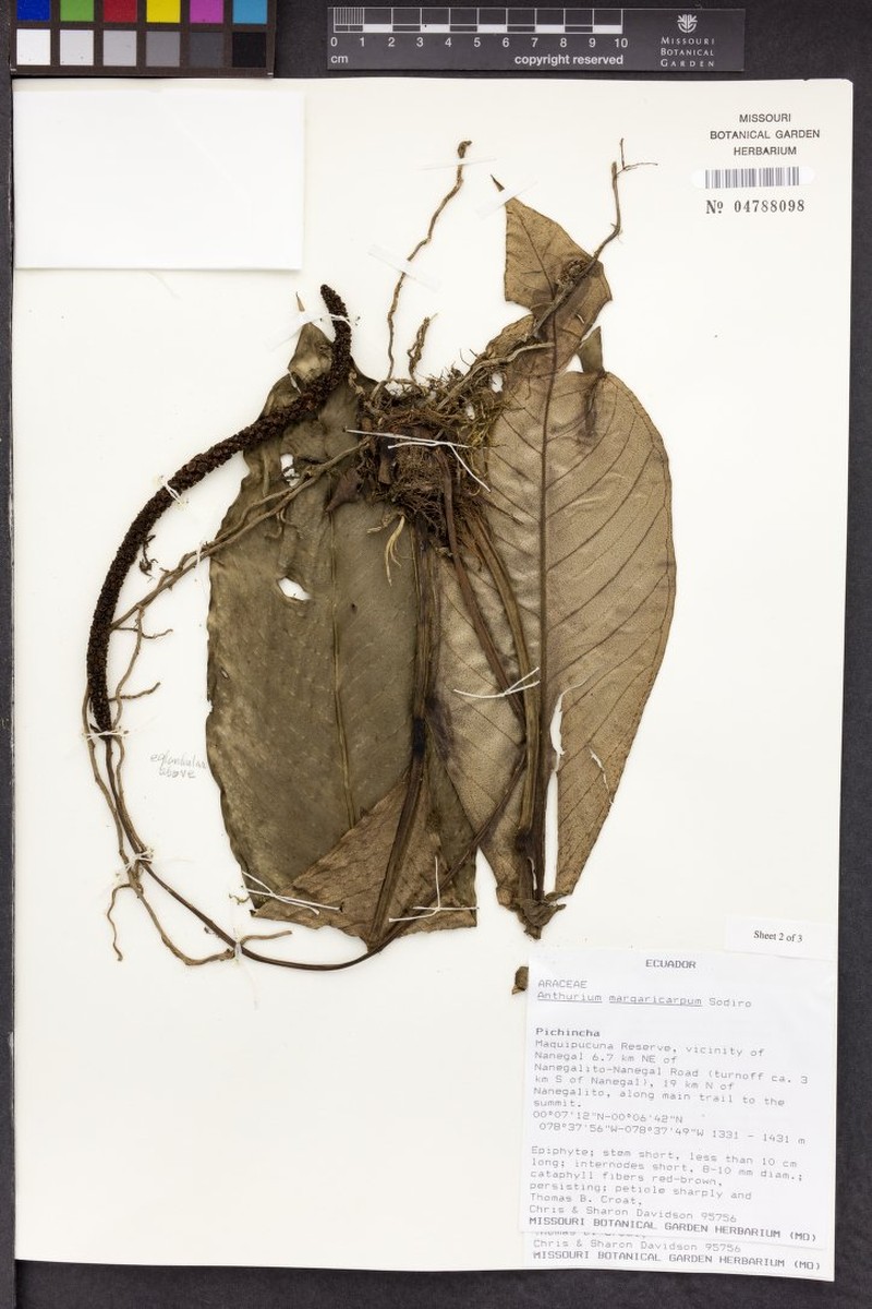 Anthurium margaricarpum photo 2