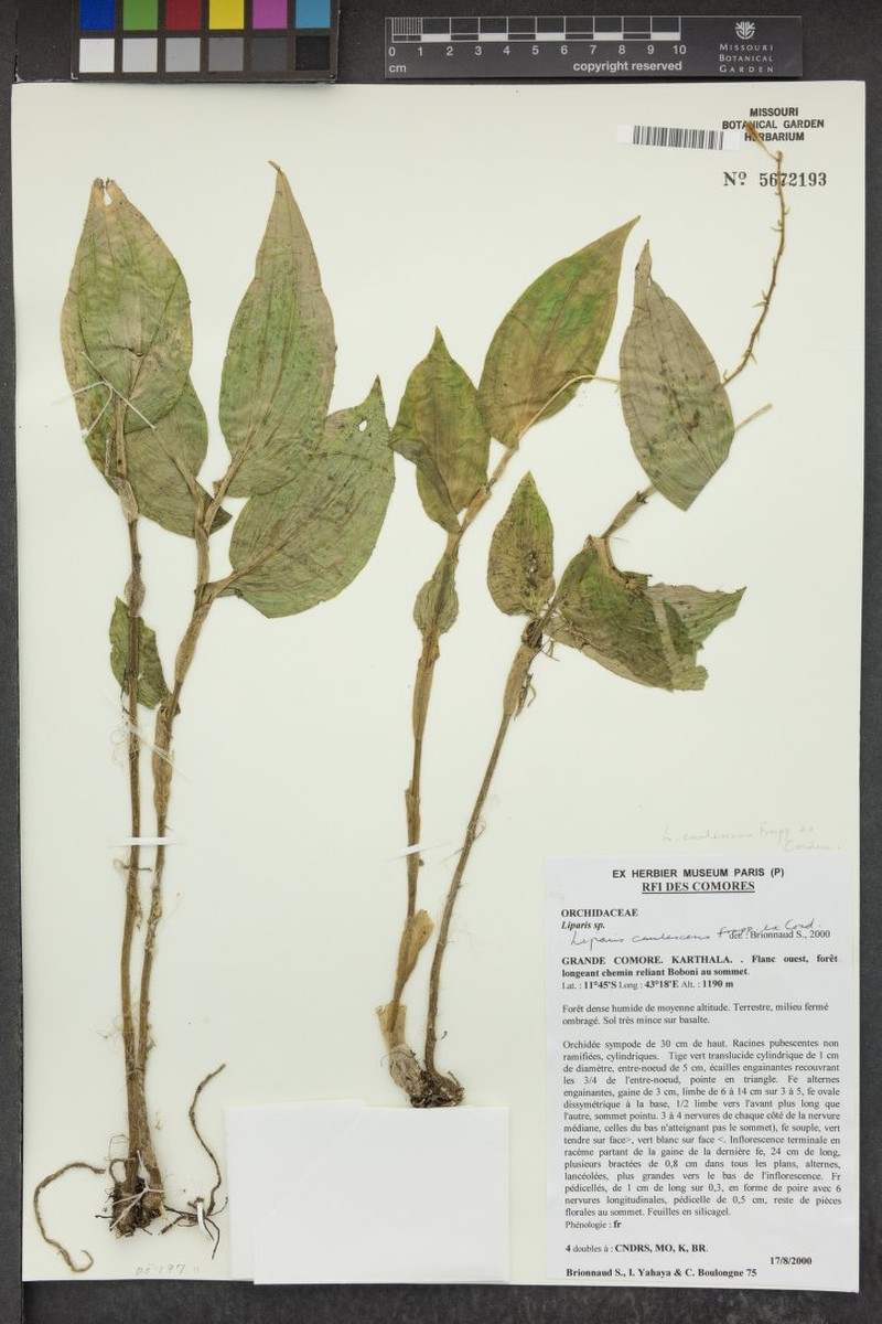 Anthurium margaricarpum photo 4
