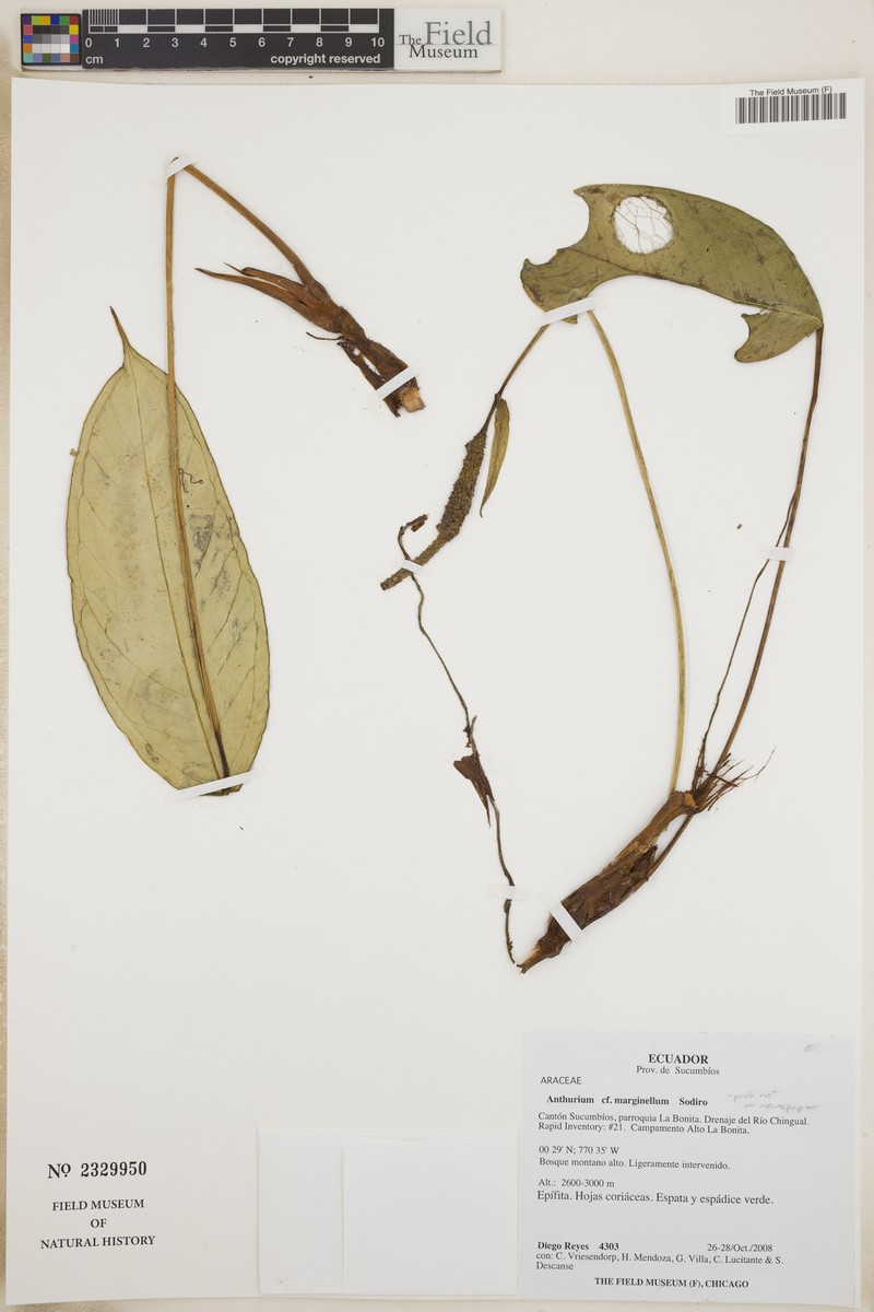 Anthurium marginellum