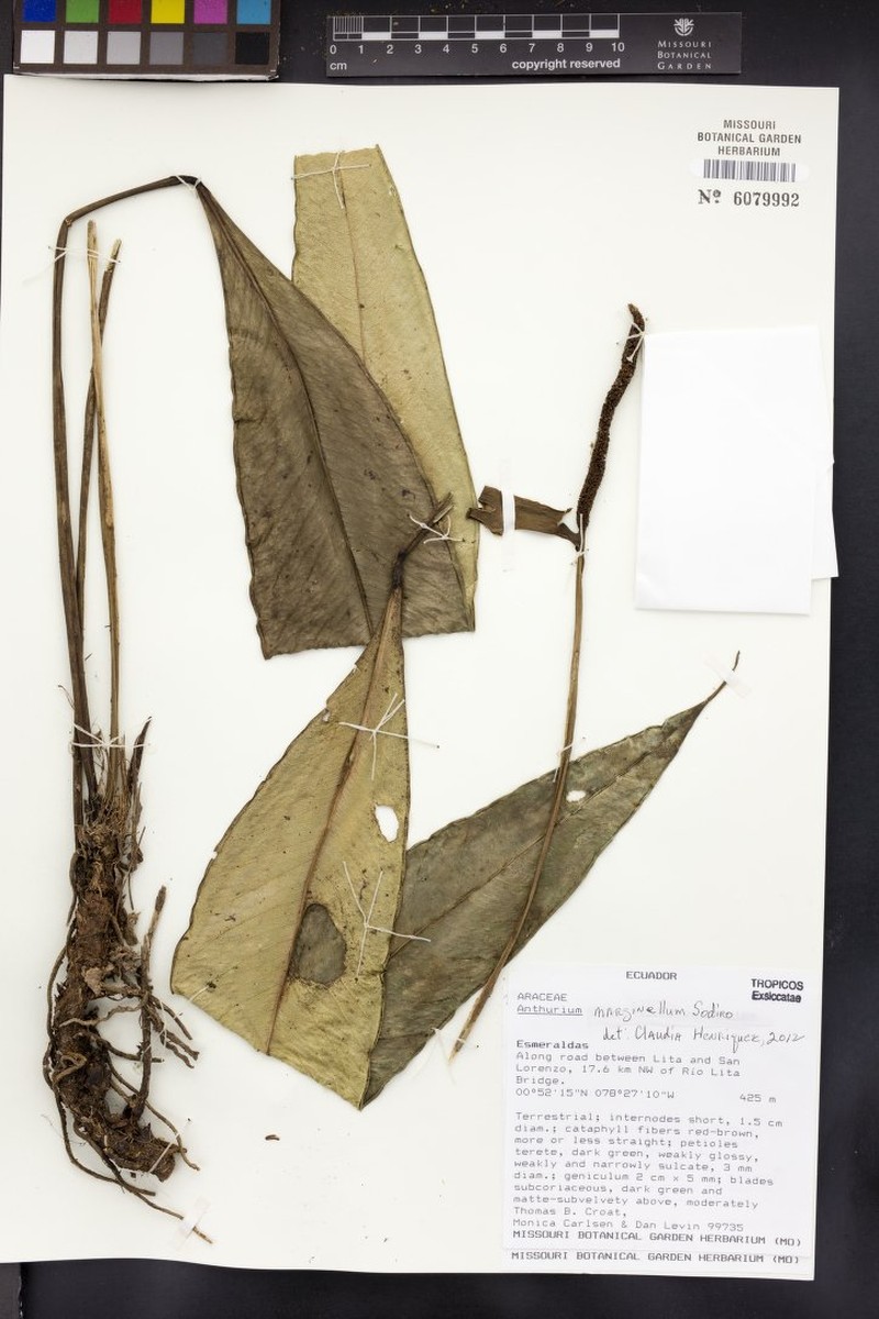 Anthurium marginellum photo 3