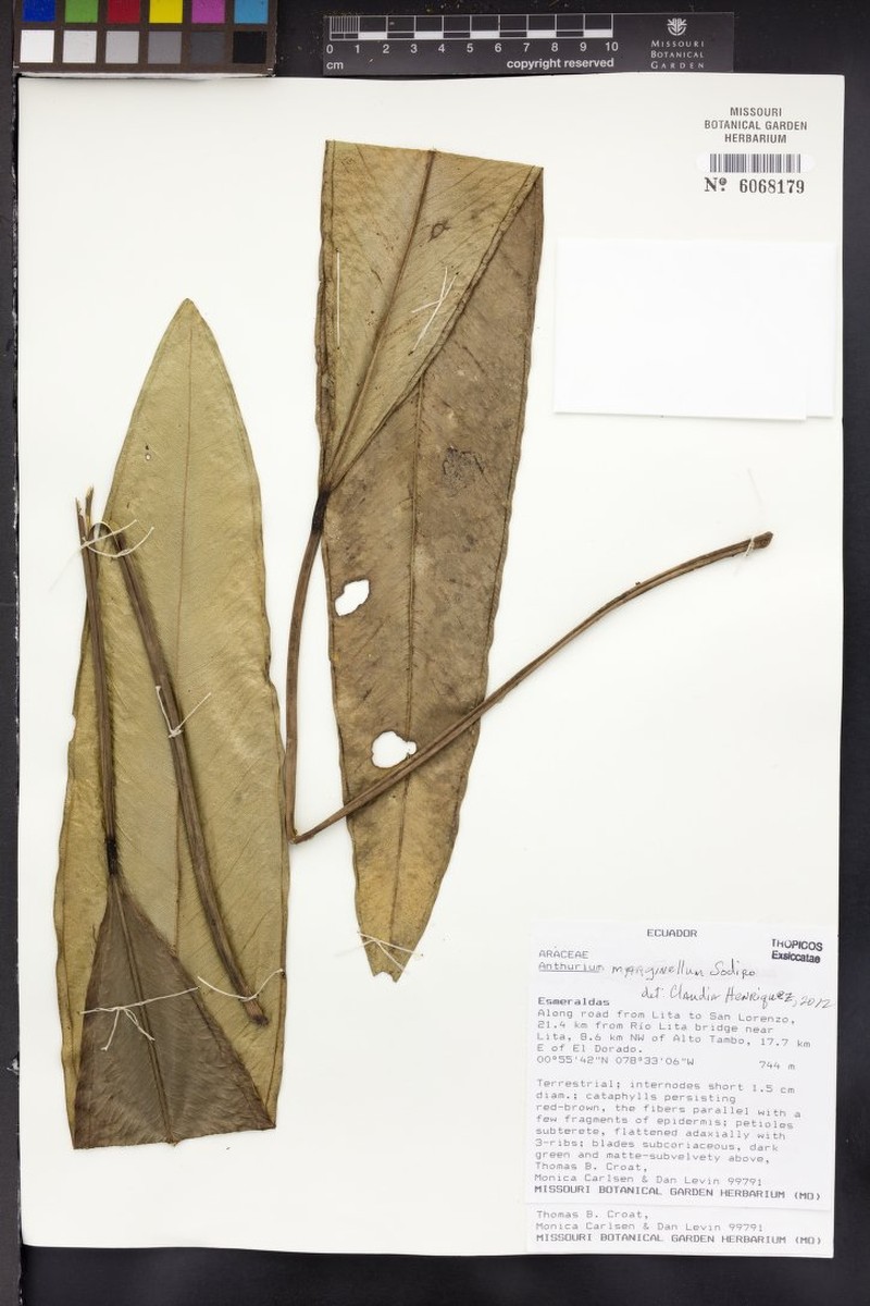 Anthurium marginellum photo 4