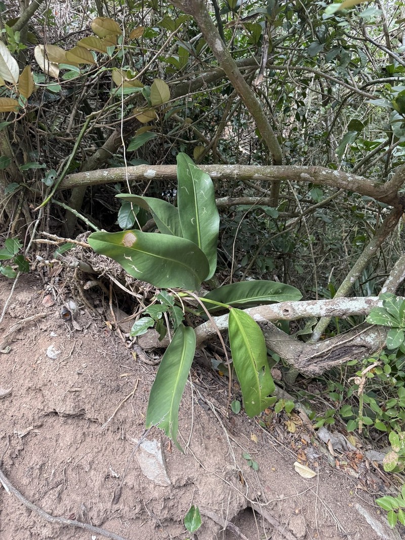 Anthurium maricense