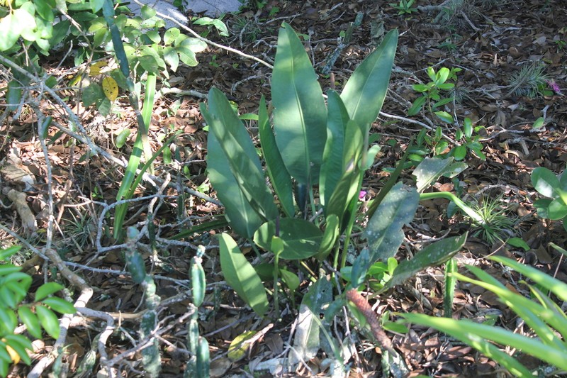 Anthurium maricense photo 2