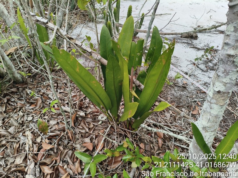 Anthurium maricense photo 3