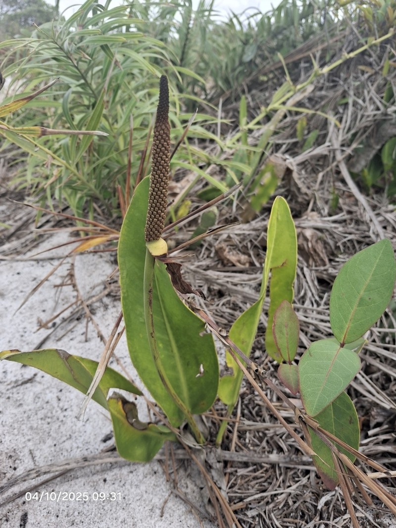 Anthurium maricense photo 5