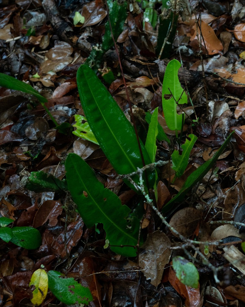 Anthurium maricense photo 6