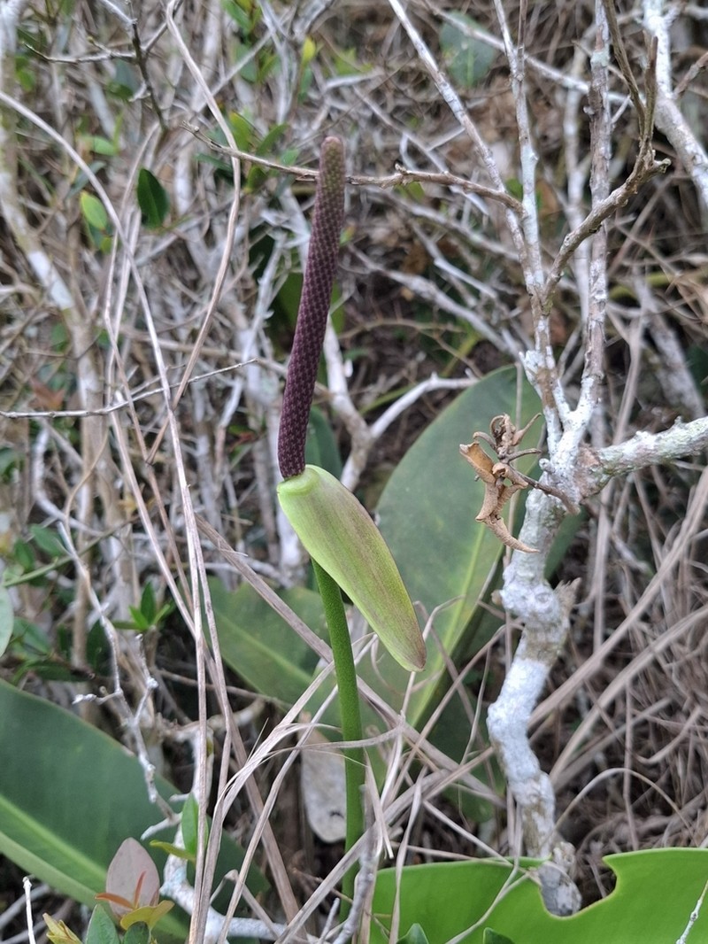 Anthurium maricense photo 7