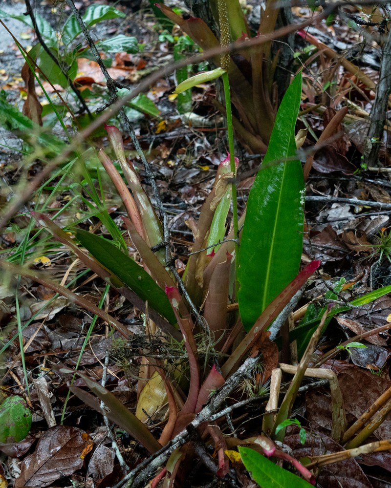 Anthurium maricense photo 8
