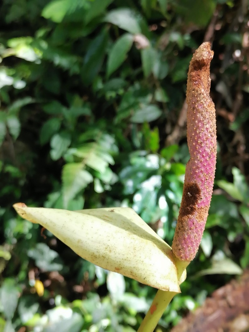 Anthurium mariposense