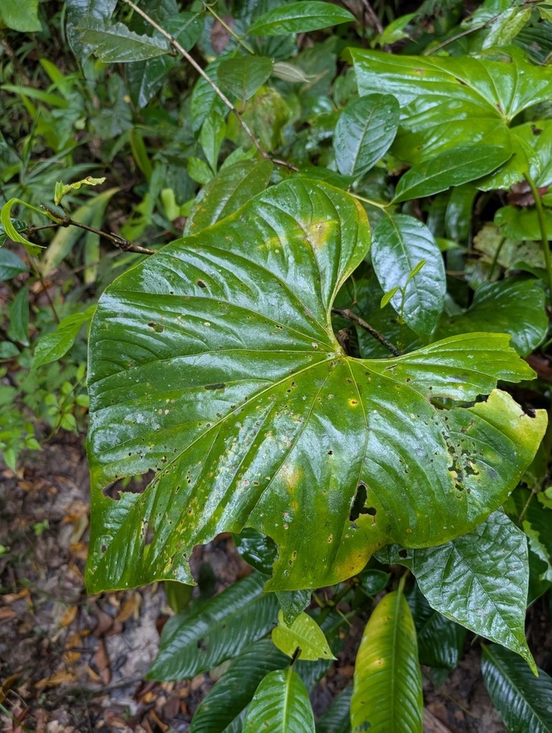 Anthurium mariposense photo 2