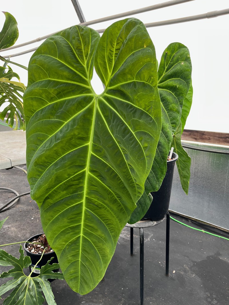 Anthurium marmoratum