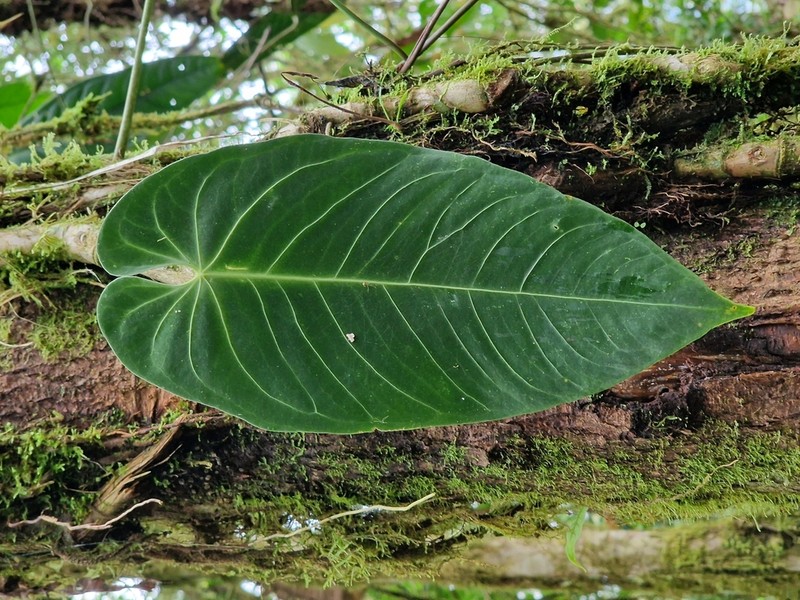 Anthurium marmoratum photo 4