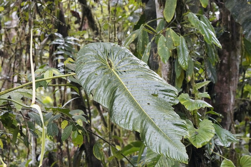 Anthurium marmoratum photo 5