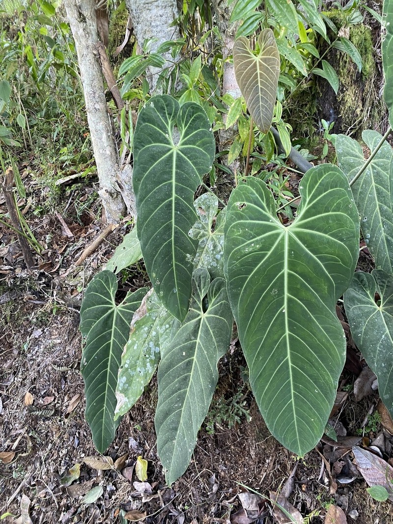 Anthurium marmoratum photo 2