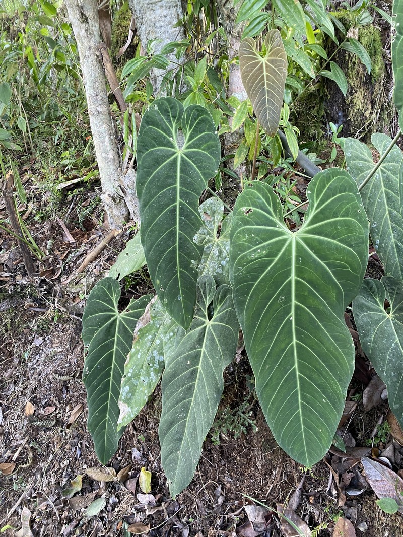 Anthurium marmoratum photo 3